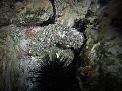 Holothuria inornata