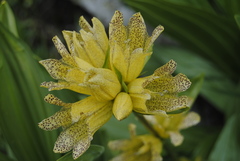Gentiana punctata