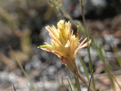 Castilleja kaibabensis