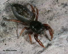 Metacyrba taeniola similis