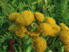 Rhopalomyia tanaceticola