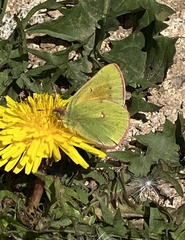 Colias meadii