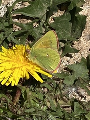 Colias meadii