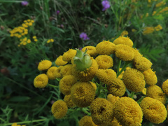 Rhopalomyia tanaceticola