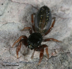 Metacyrba taeniola similis