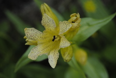 Gentiana punctata