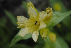Gentiana punctata