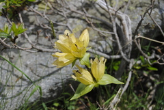 Gentiana punctata