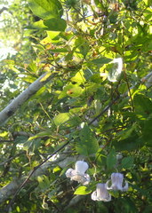 Clematis crispa
