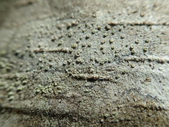 Lecanora pacifica