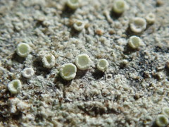 Lecanora pacifica