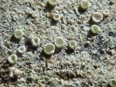 Lecanora pacifica