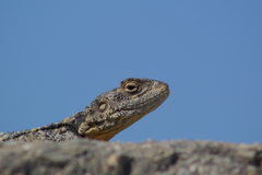 Laudakia stellio daani