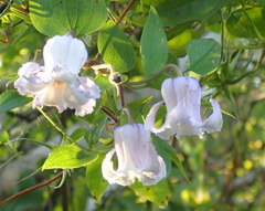 Clematis crispa