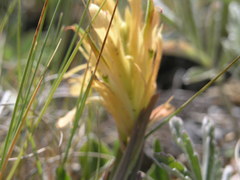 Castilleja kaibabensis