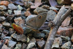 Brakefieldia perspicua