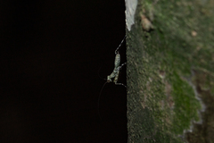 Fuga annulipes