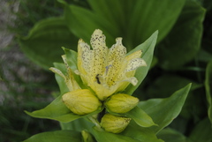 Gentiana punctata