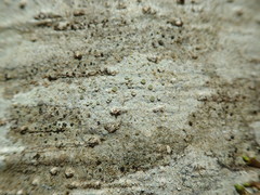 Lecanora pacifica