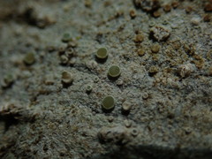 Lecanora pacifica