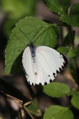 Belenois thysa thysa