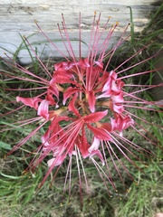 Lycoris