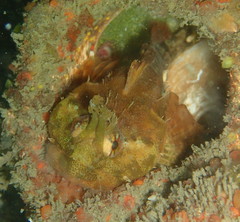 Artedius harringtoni