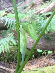 Arisaema stewardsonii