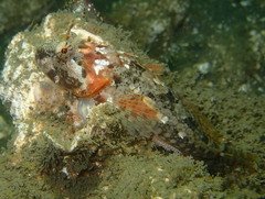 Artedius harringtoni