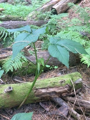 Arisaema stewardsonii