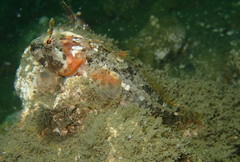 Artedius harringtoni