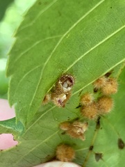 Caryomyia hirtiglobus