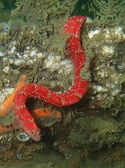 Pholis clemensi