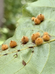 Caryomyia hirtiglobus