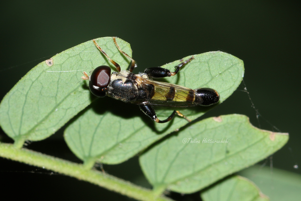 Syritta proximata