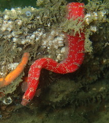 Pholis clemensi