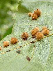 Caryomyia hirtiglobus