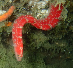 Pholis clemensi