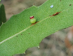 Callirhytis serricornis