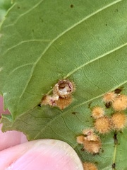 Caryomyia hirtiglobus