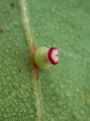 Callirhytis serricornis
