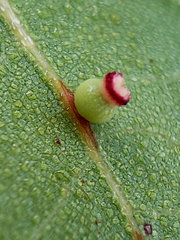 Callirhytis serricornis