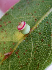 Callirhytis serricornis