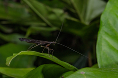 Bantia
