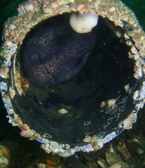 Anarrhichthys ocellatus
