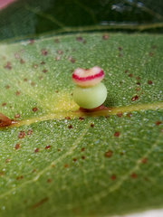 Callirhytis serricornis