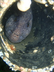Anarrhichthys ocellatus