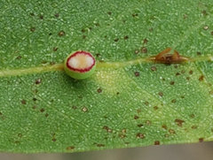 Callirhytis serricornis