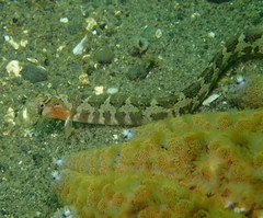 Pholis ornata