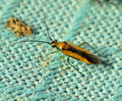 Orthotylus submarginatus